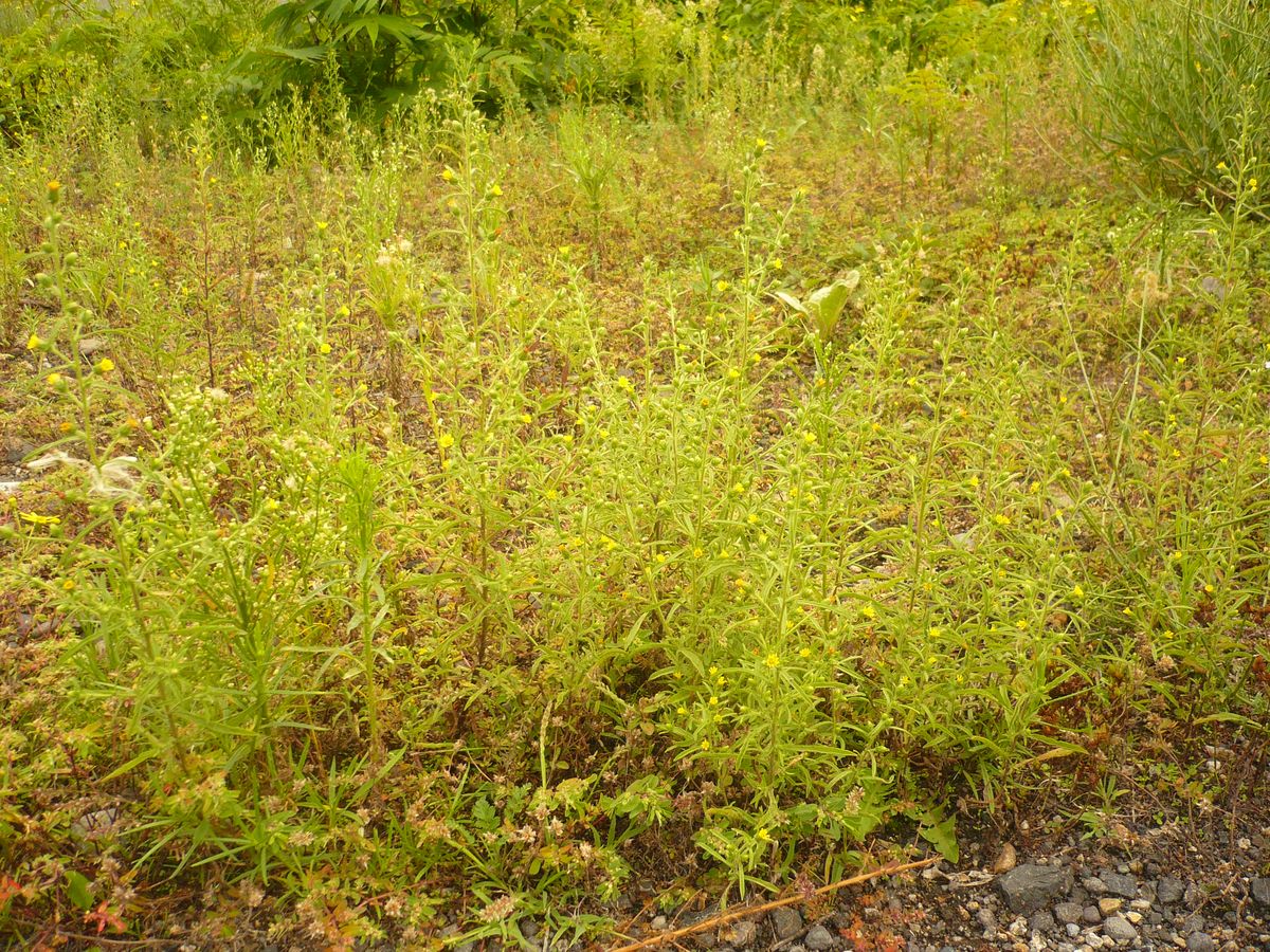 Dittrichia graveolens (Asteraceae)